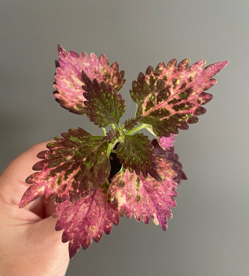 Red Pin stickling palettblad coleus