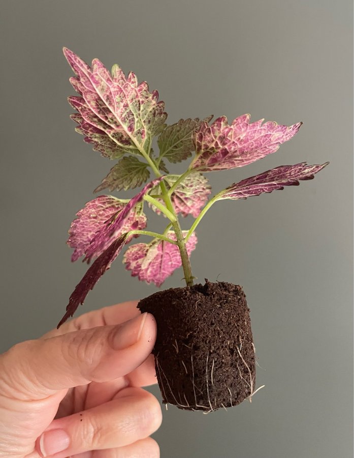 Red Pin stickling palettblad coleus