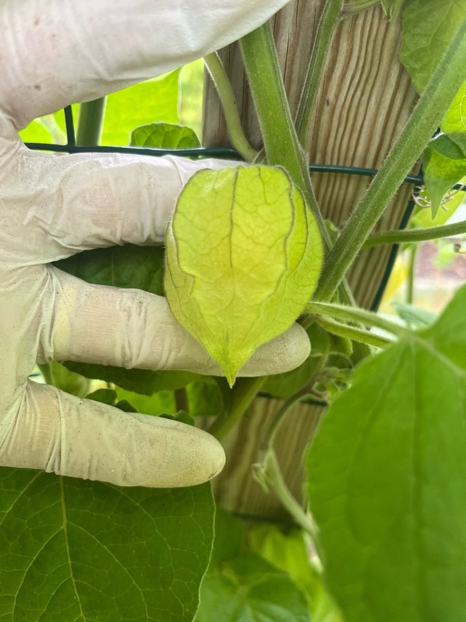 Kapkrusbär/ Physalis - Golden Berry ca 10 frön