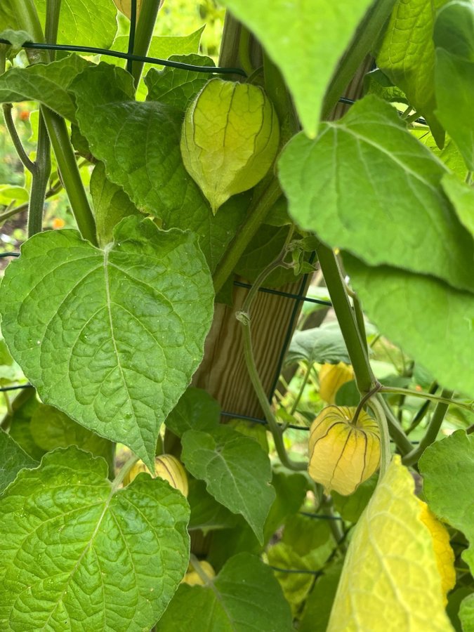 Kapkrusbär/ Physalis - Golden Berry ca 10 frön