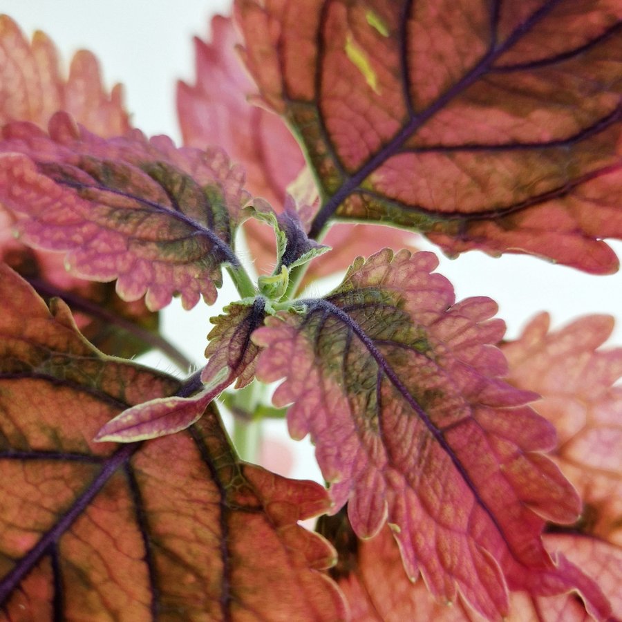 Palettblad/coleus • MAGS • stickling #1