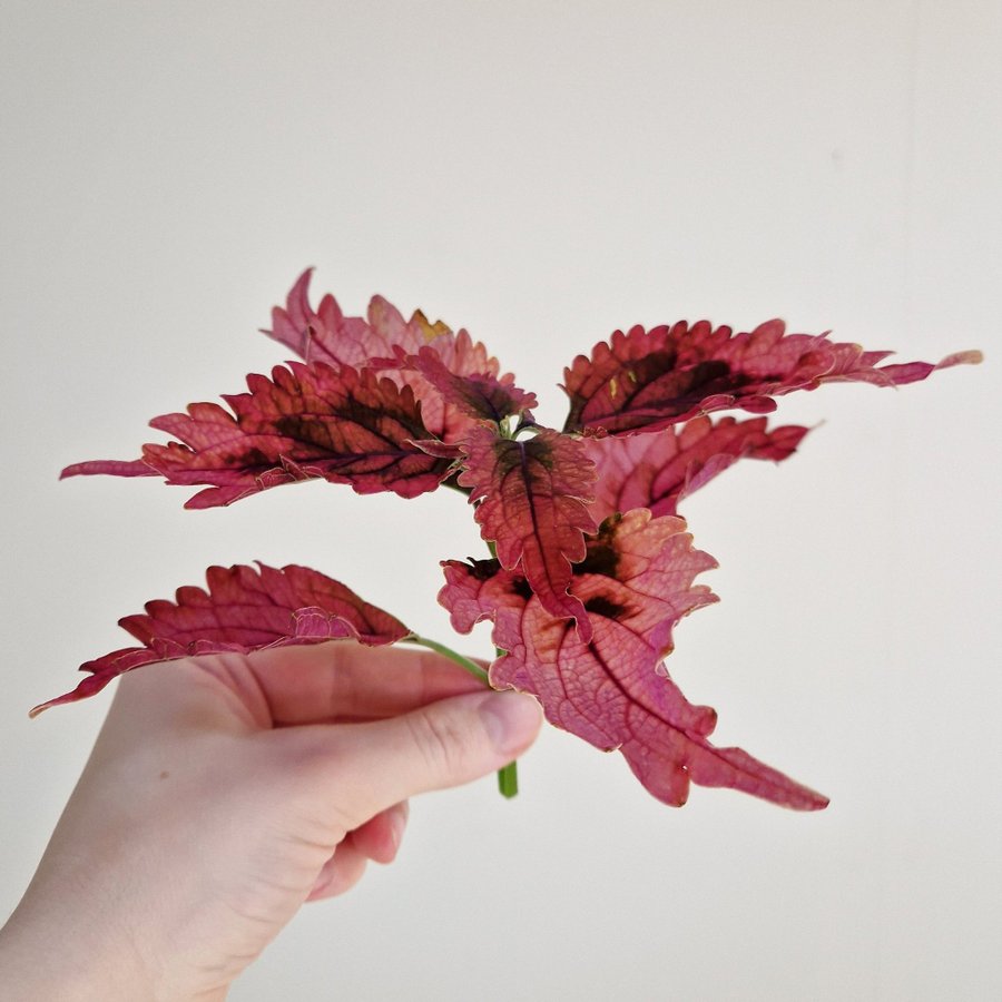 Palettblad/coleus • MAGS • stickling #1