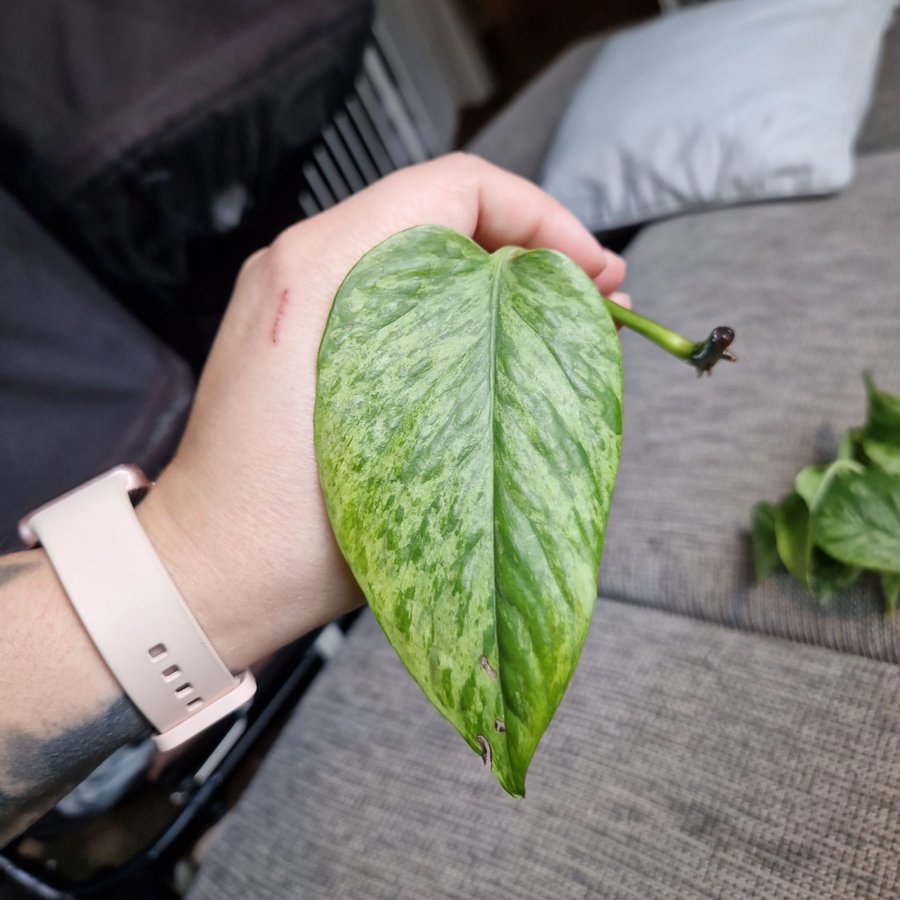 Epipremnum aureum ’Marble Queen