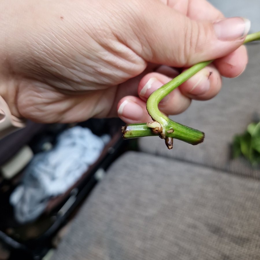 Epipremnum aureum ’Marble Queen