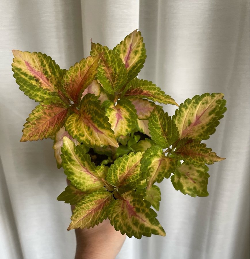 Sweet But Psycho rotad stickling palettblad coleus