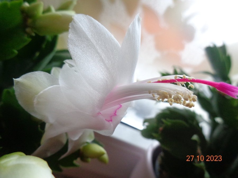 NovemberkaktusSchlumbergera ''Malissa' hybridstickling