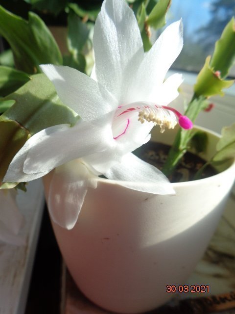 NovemberkaktusSchlumbergera ''Malissa' hybridstickling