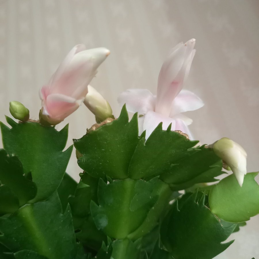 NovemberkaktusSchlumbergera ''Malissa' hybridstickling