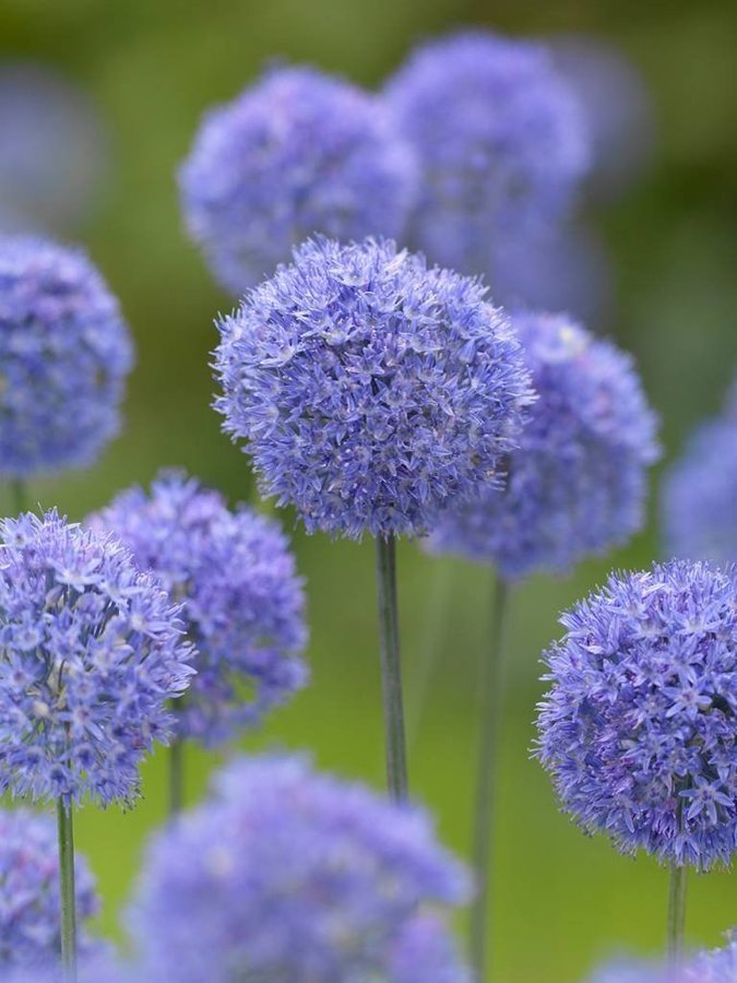 Allium 'Caeruleum'blå5 lökar