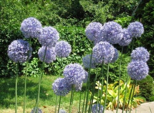 Allium 'Caeruleum'blå5 lökar