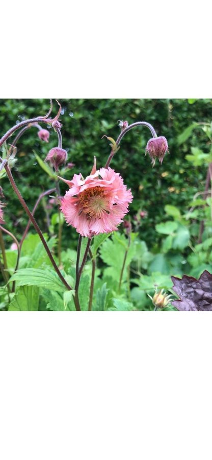 Vackra Geum nejlikrot Pink Fluffy planta perenn