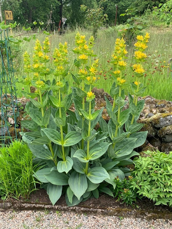 Gentiana lutea, Gul gentiana 20st frön