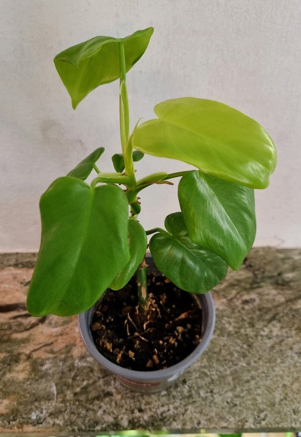 Philodendron golden violino