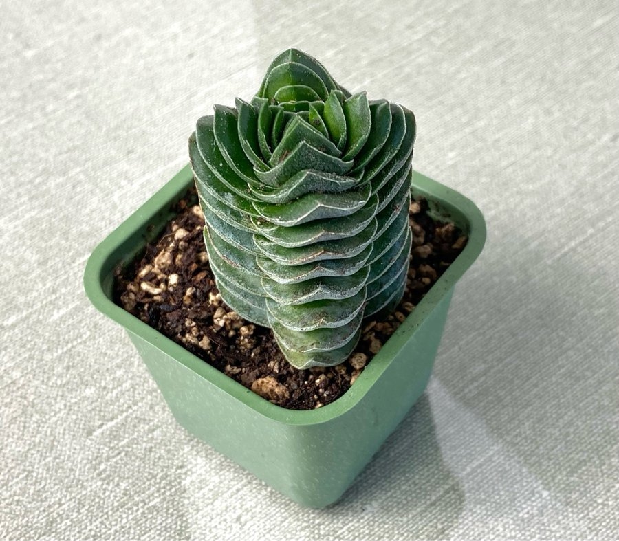 Crassula “Buddha’s Temple"