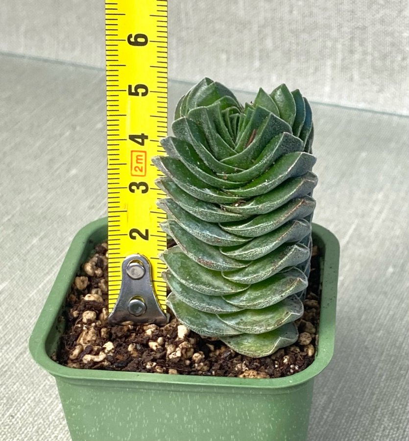 Crassula “Buddha’s Temple"