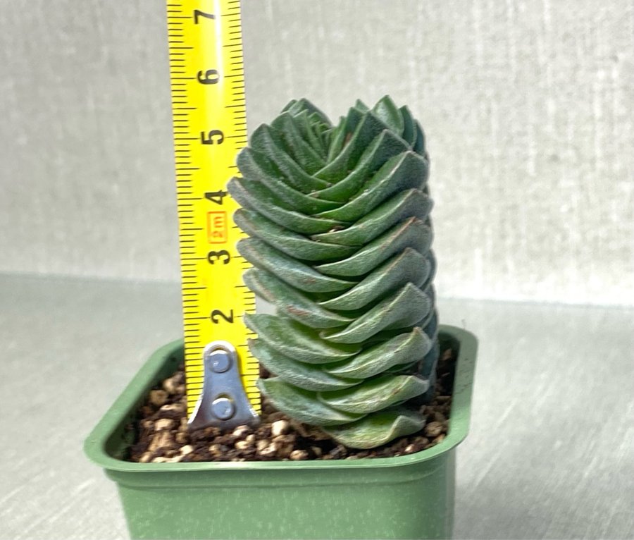 Crassula “Buddha’s Temple"