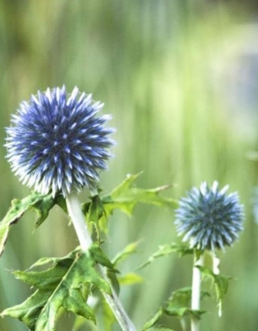 Bolltistel Prydnadstistel Lila blommor Eternell