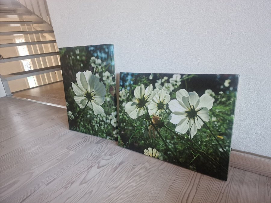 Två vackra tavlor med blommor