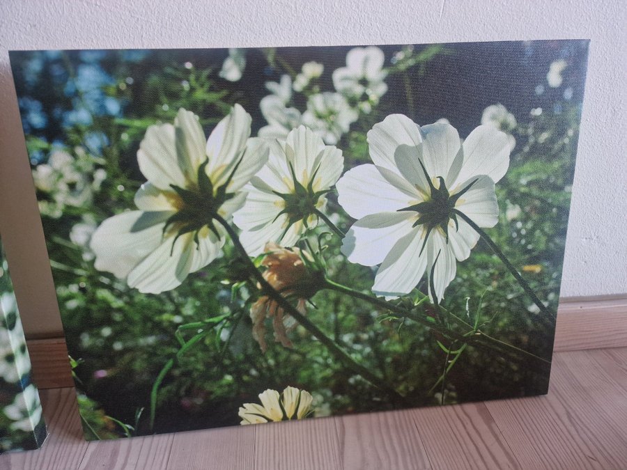 Två vackra tavlor med blommor