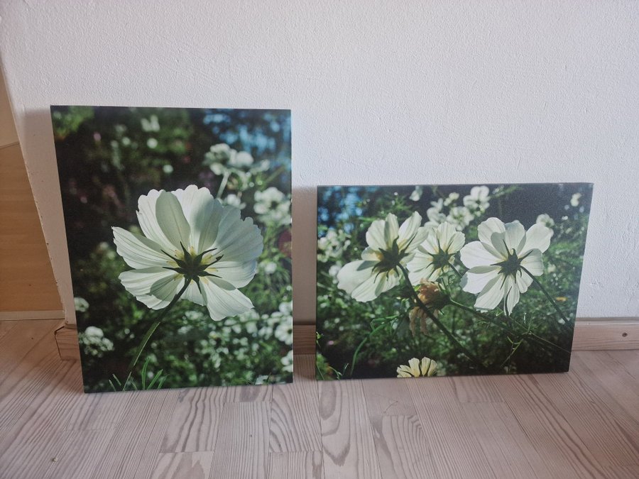 Två vackra tavlor med blommor