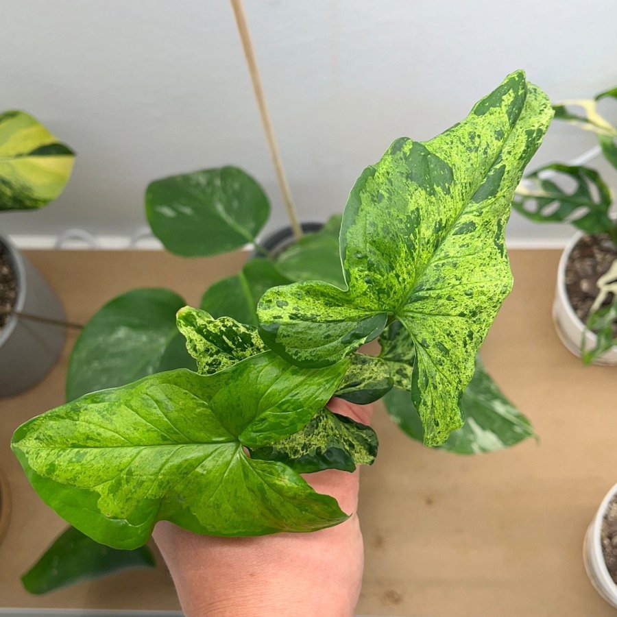 Syngonium ”Mottled Mojito” toppstickling (samlarväxt)