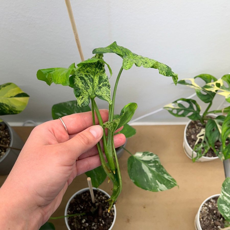 Syngonium ”Mottled Mojito” toppstickling (samlarväxt)