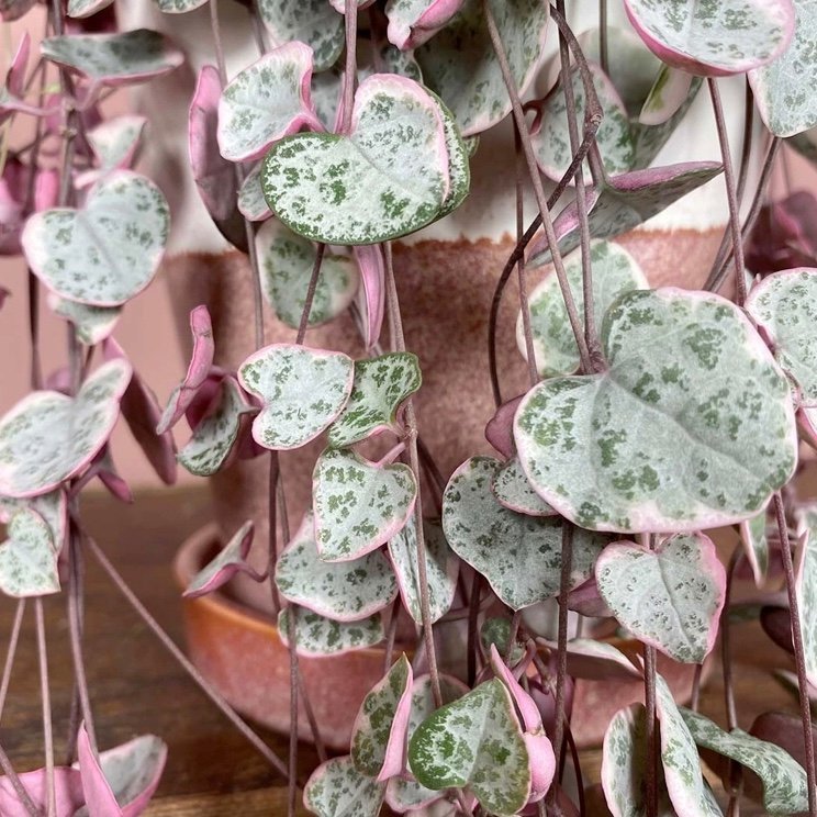 STRING OF HEARTS ”Variegata”- Ceropegia Woodii- Variegerad Hjärtan på tråd