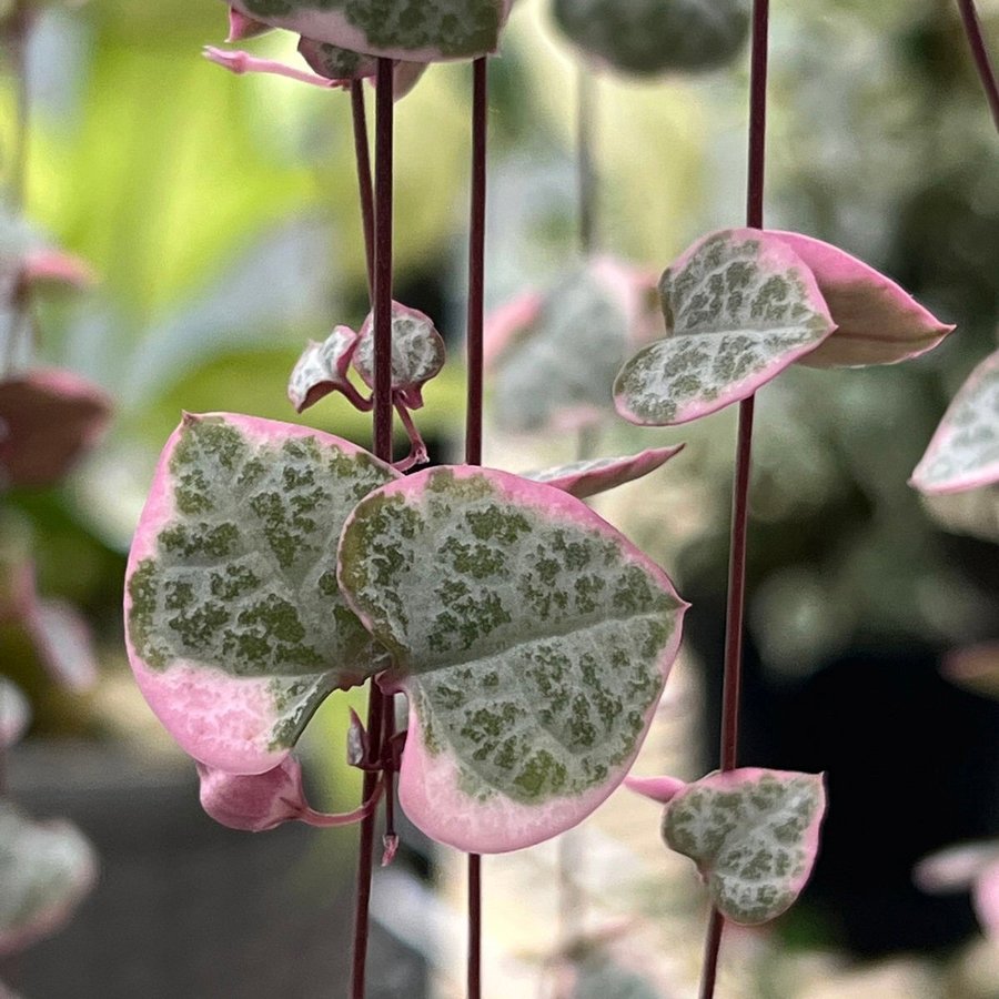 STRING OF HEARTS ”Variegata”- Ceropegia Woodii- Variegerad Hjärtan på tråd