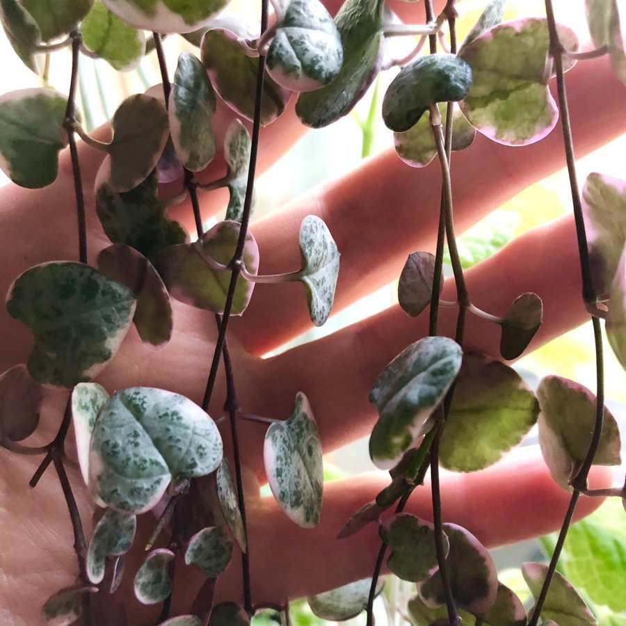 STRING OF HEARTS ”Variegata”- Ceropegia Woodii- Variegerad Hjärtan på tråd