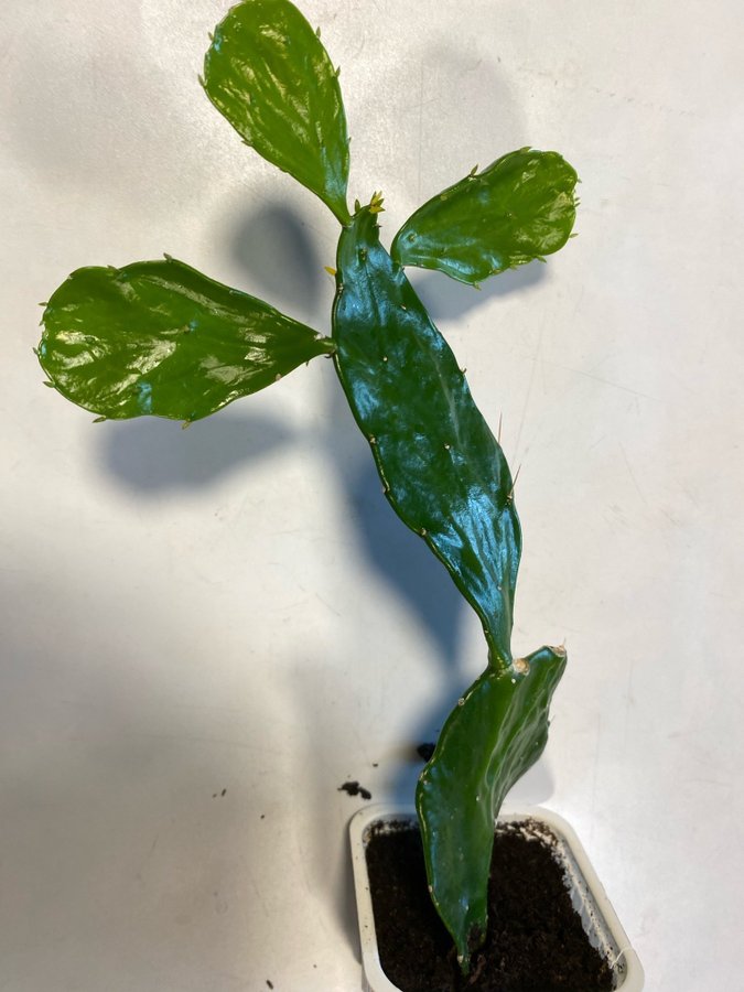 BRASILIOPUNTIA BRASILIENSIS KAKTUS häftig planta = bild 1-2 Jättefin