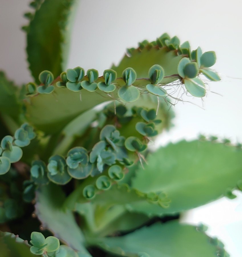 Tusenmoder - Kalanchoe laetivirens