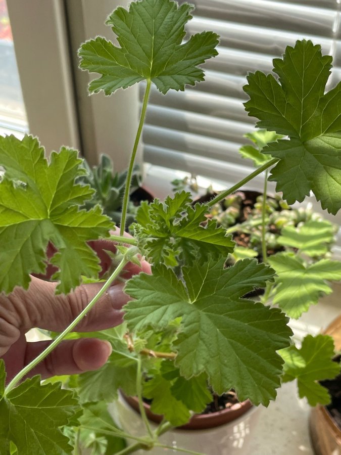 Doft pelargonier ” Dr  Westerlund "