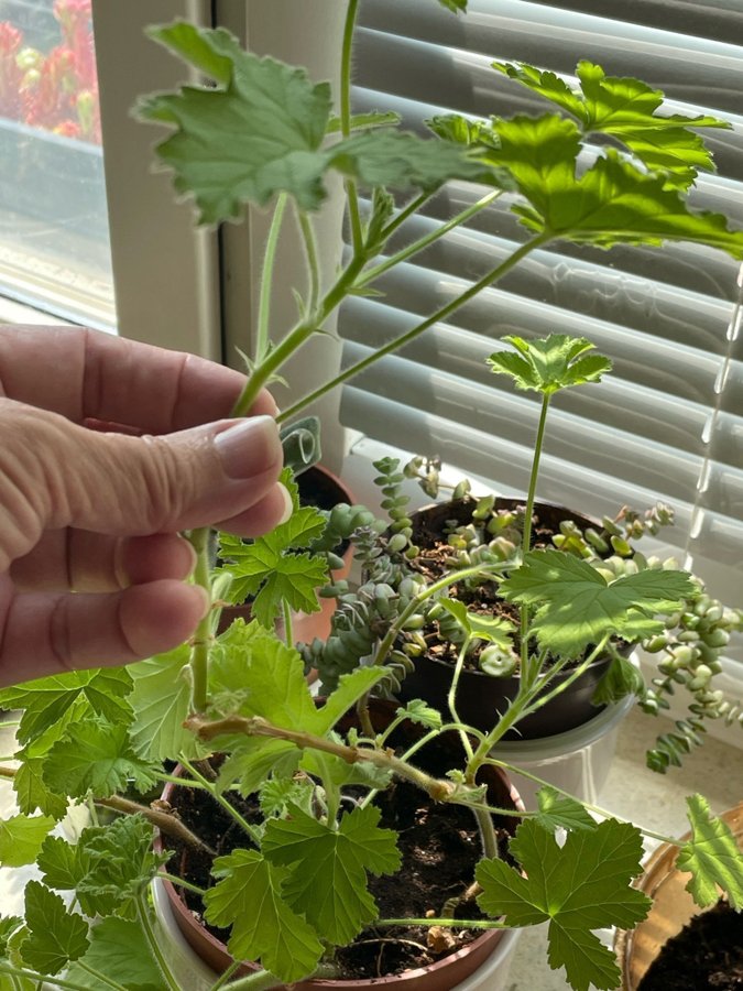 Doft pelargonier ” Dr  Westerlund "