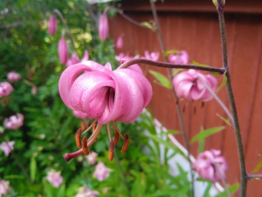 Krollilja lökar perenn Lilium martagon