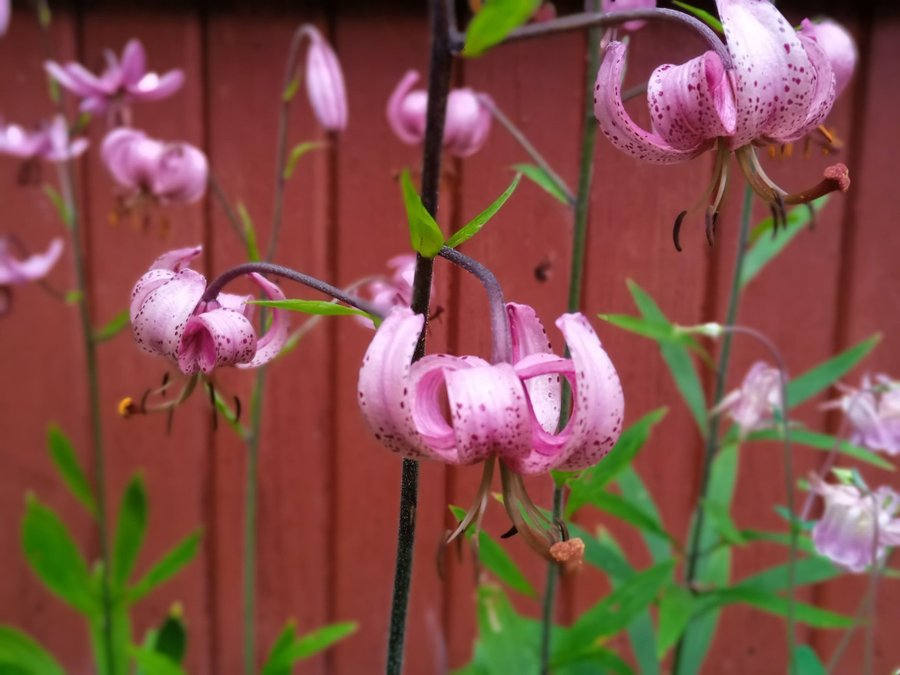 Krollilja lökar perenn Lilium martagon