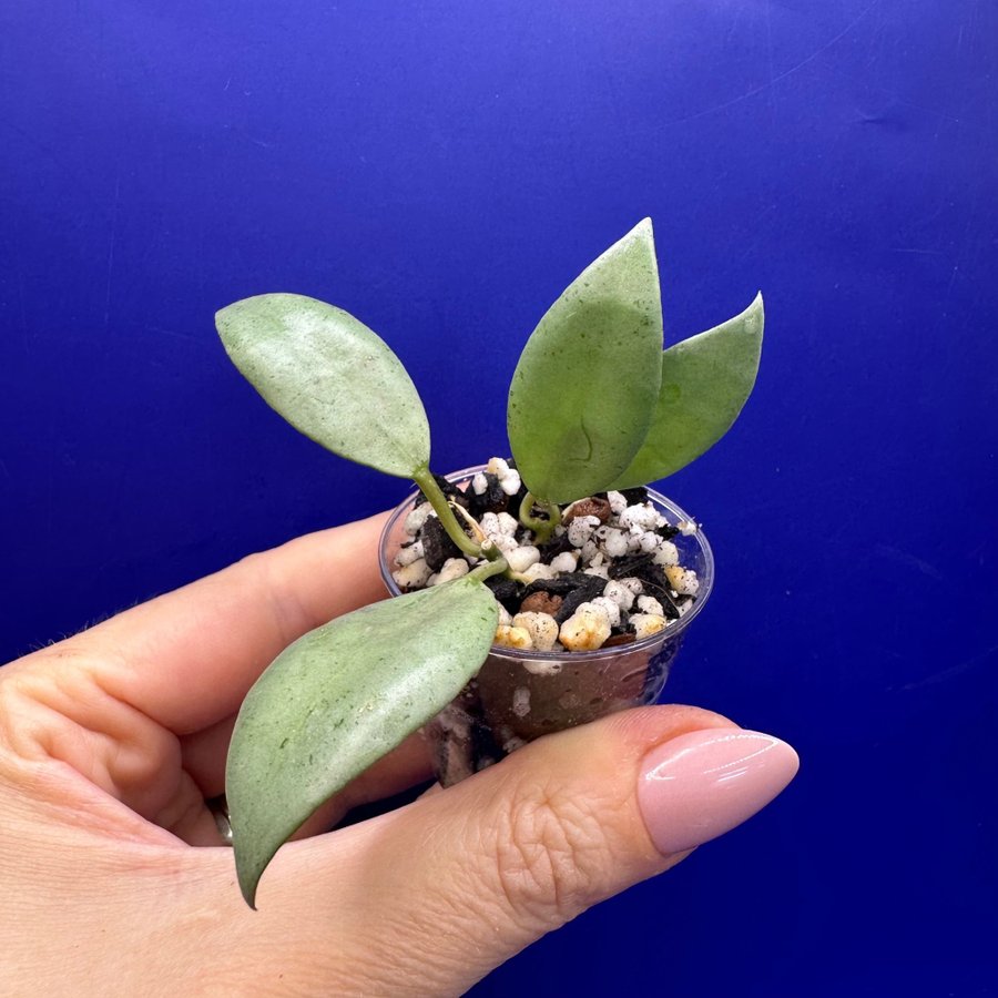 Hoya lacunosa ’Silver Lime' full silver - rotade sticklingar