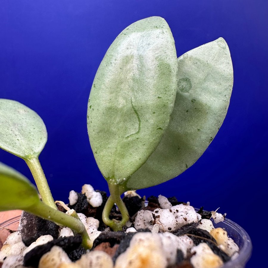 Hoya lacunosa ’Silver Lime' full silver - rotade sticklingar