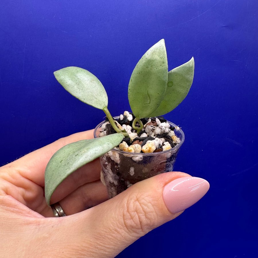 Hoya lacunosa ’Silver Lime' full silver - rotade sticklingar