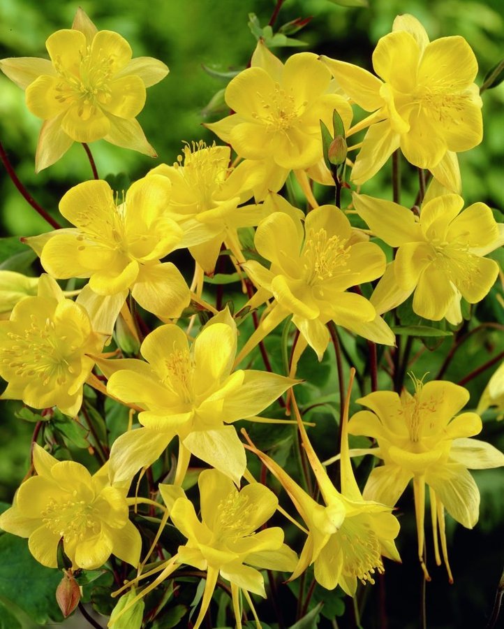 Akleja Golden Columbine, flerårig, höjd ca 70 cm, blom juni-juli, minst 50 frön