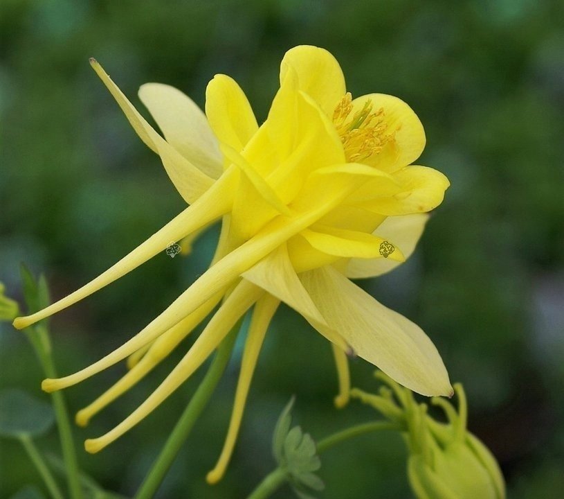 Akleja Golden Columbine, flerårig, höjd ca 70 cm, blom juni-juli, minst 50 frön