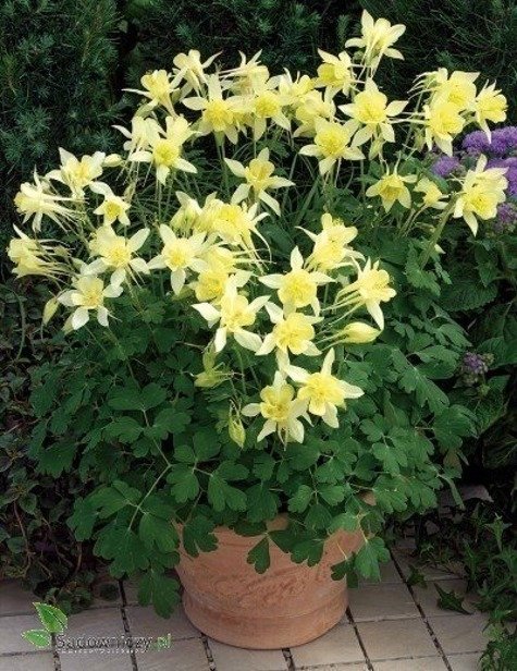 Akleja Golden Columbine, flerårig, höjd ca 70 cm, blom juni-juli, minst 50 frön