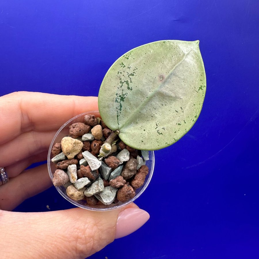 Hoya verticillata ’Silver Heart’ - rotad stickling