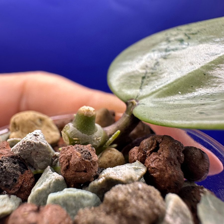 Hoya verticillata ’Silver Heart’ - rotad stickling