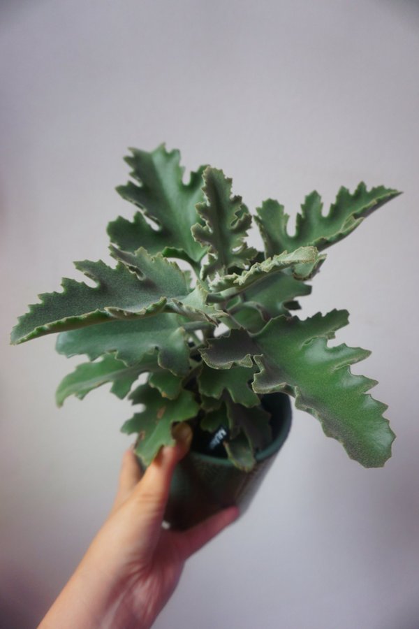 Kalanchoe beharensis 'Drake'. Kamelhårskalanchoe