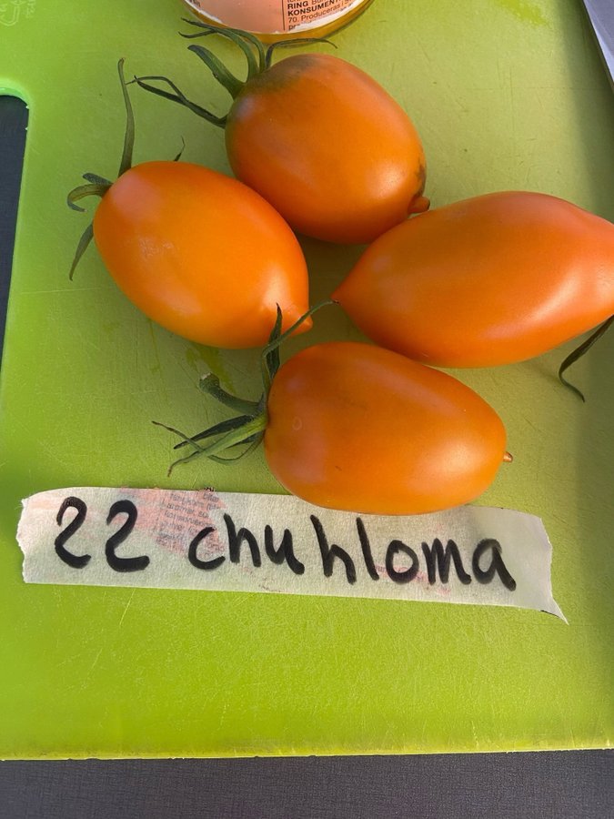 22: Tomatfrön 8 st - chuhloma - gulorange - plommontomat - 150-200 cm hög