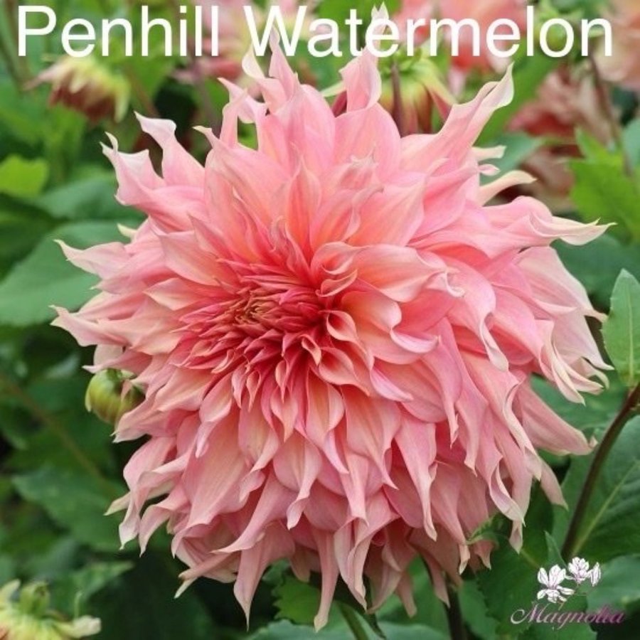 Dahlia Penhill Watermelon