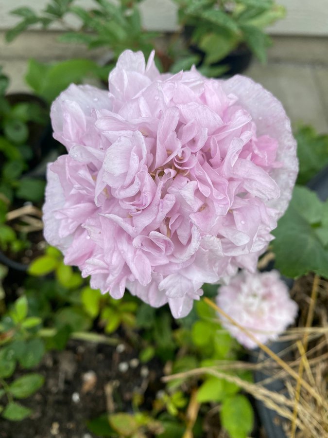 Mycket fin vacker pion Pionvallmo 'Candy Floss' Papaver paeoniflorum ca 200 frön