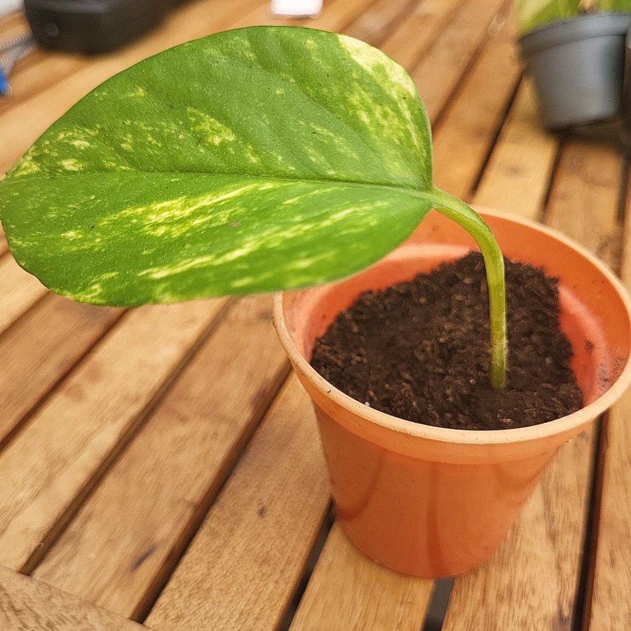 Epipremnum aureum 'Golden Pothos'