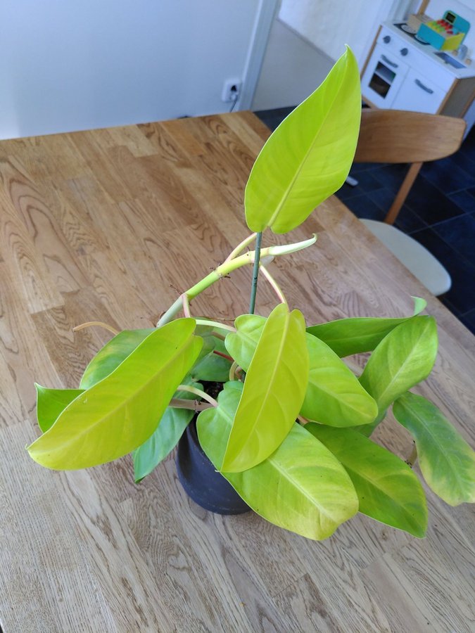 Philodendron Lemon lime (rotat stickling)