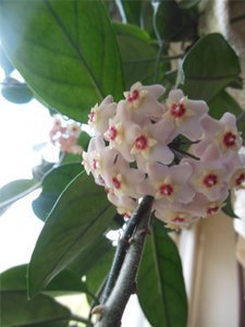 Porslinsblomma Hoya Carnosa PLANTA--